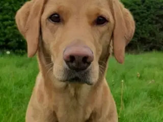 Labradoodle/labrador F1 hvalpe søger nye hjem