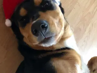 Søger nyt kærligt hjem