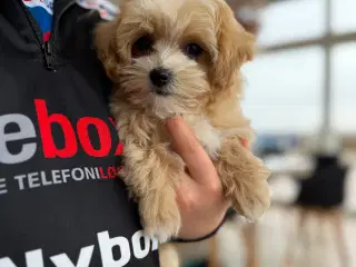 Maltipoo
