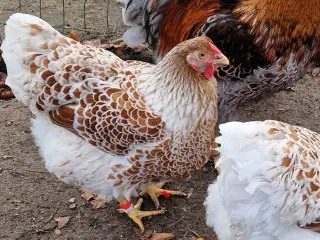 Stor wyandot kyllinger