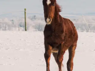 Skønt Donkey Boy hingsteføl