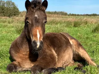 Welsh Ponyhoppe, 1 år