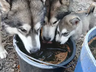 Alaskan malamute hvalpe sælges