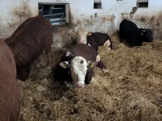 Fravænningskalve købes i jylland