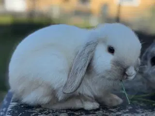 Mini lop kanin unge