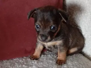 Chihuahua/Jack Russell hvalpe