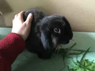 Bølle BORTGIVES til kærligt hjem