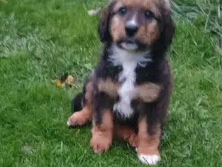 "Mini Berner Sennen"