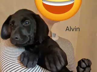 Labrador blandings hvalpe 