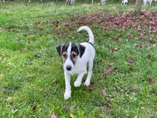 Dansk svensk gårdhunde hvalpe