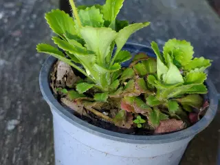 Porcelæn blomster 