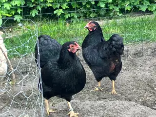 Dværghøns