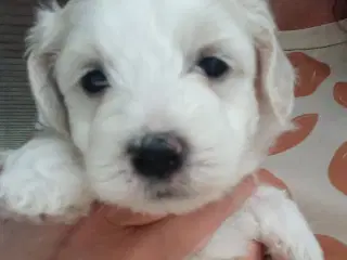 Bichon havanais hvalpe 