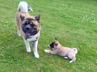 Dreng hundehvalp Akita American 