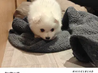 Japansk spids hvalpe 🥰