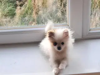 Pommeranian hvalp 1 dreng til bage  m stambog