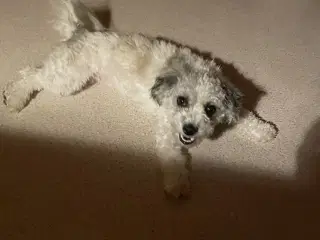 Bichon/malter/shih tzu 