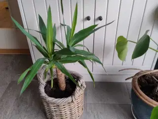 Palme i flettet kurv 