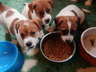Jack Russell hvalpe (lavbenet type)