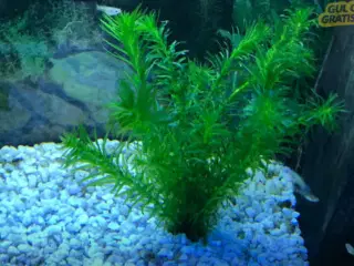EGET AVL flotte og sunde guppy