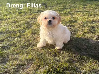 Hvalpe - Shihtzu/malteser - bomuldshvalpe