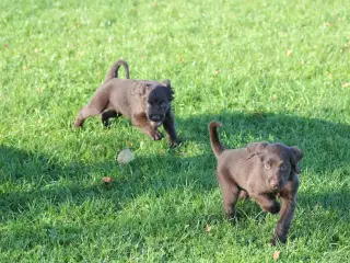 Langhåret hønsehunde hvalpe