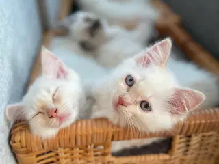 Hellig Birma killinger