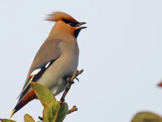 Silkehale 