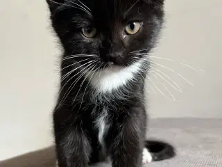 Han-killing Maine Coon-blanding