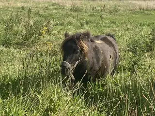 Skønneste Falabella Heste