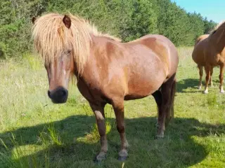 3 års pony hoppe, ca. 115 cm i stang 