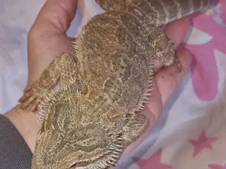 Skægagamer (alm str)