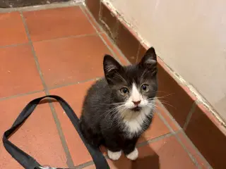 Sødeste hun-kattekilling, gratis til rigtige hjem