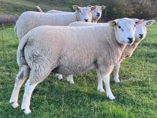 Texel med stamtavle 