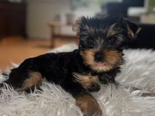 Yorkshire Terrier Hvalpe