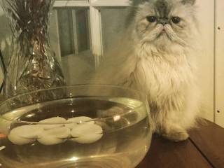 Perser kat