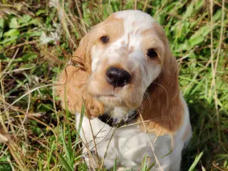Skøn cocker spaniel pige 