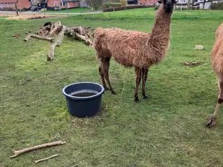 Lama