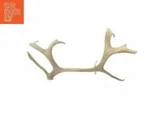 Gevir (str. 42,5 cm)