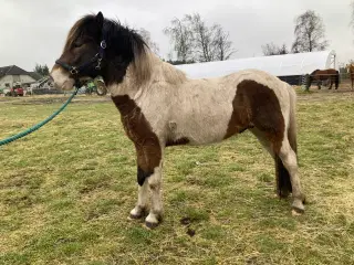 Islænder hingst/vallak 3 år til sommer