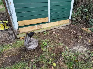 Høne med kylling bortgives