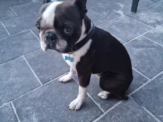 Boston terrier 