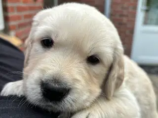 Golden retriever hvalpe 