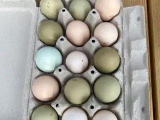 Rugeæg af blandet store racer