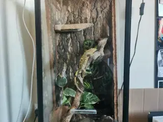 Kronegekko m. terrarie