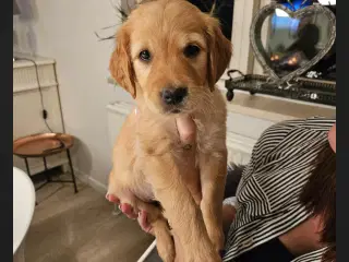 Ægte mørk Golden retriever 