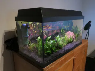 54 liters Juwel akvarie