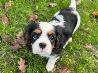 Cavalier-tæver med DKK-stamtavle.