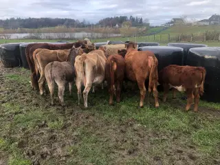 Ko med kalv 