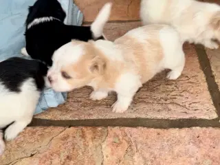 Allergivenlig Shih Tzu / Bichon Havanais
